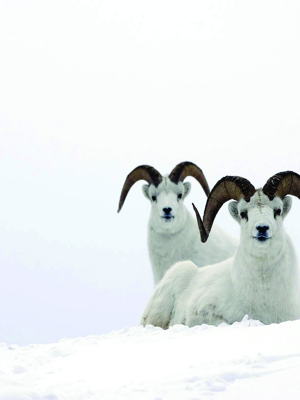 Картинка: Бараны, рога, горные, снег