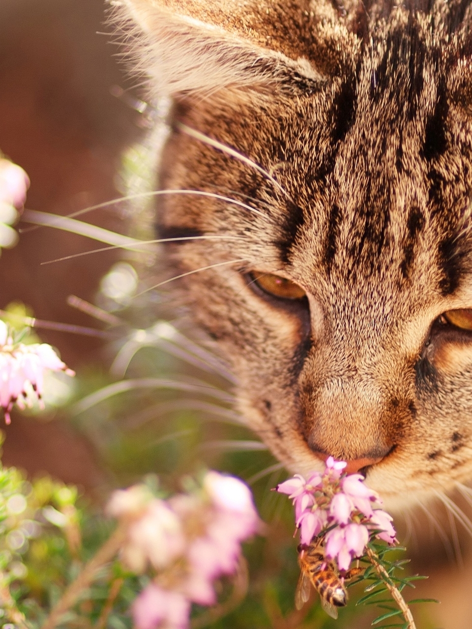 Image: Cat, flowers, sniffing, muzzle