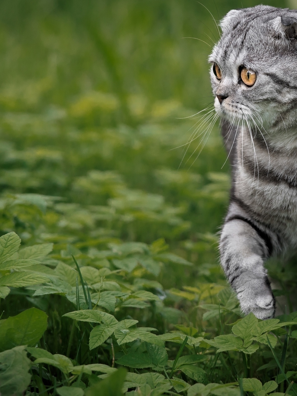 Картинка: Кот, кошка, морда, полоски, Шотландская вислоухая, породистая, листья, зелень, трава