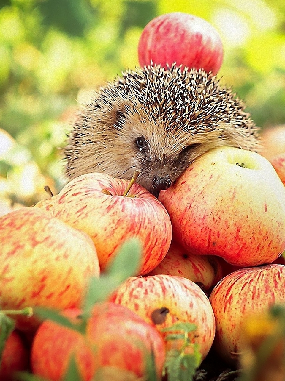 Картинка: Ёжик, глаза, иголки, мордочка, яблоки, урожай, листья