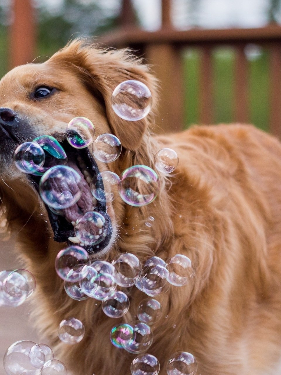 Image: Dog, golden, retriever, soap, bubbles, catches, plays