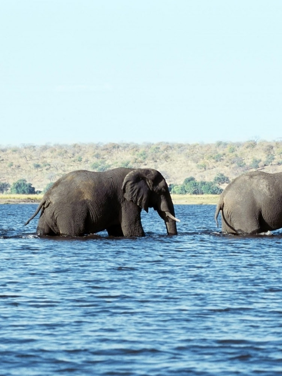 Elephant river. Слоны. Слон в воде. Слоны на водопое. Слон со слоненком в море.