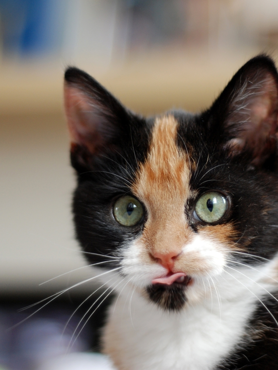 Image: tri-color, cat, face, color, eyes, tongue, whiskers