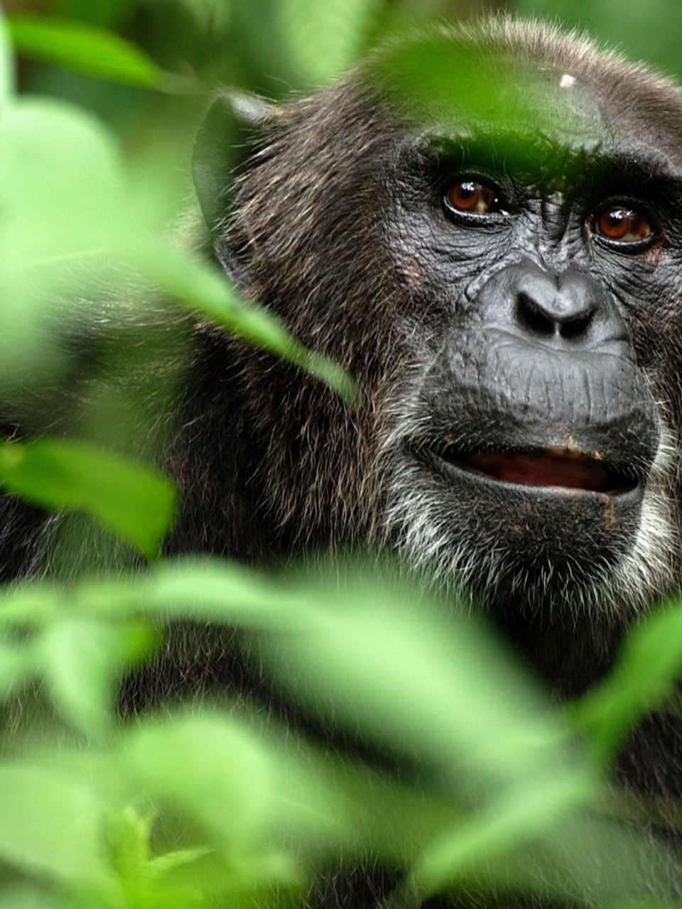 Image: Monkey, chimpanzee, jungle, branches, leaves, muzzle, eyes