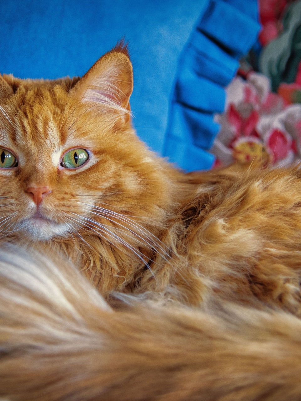 Image: Red, fluffy, cat, eyes, green, face