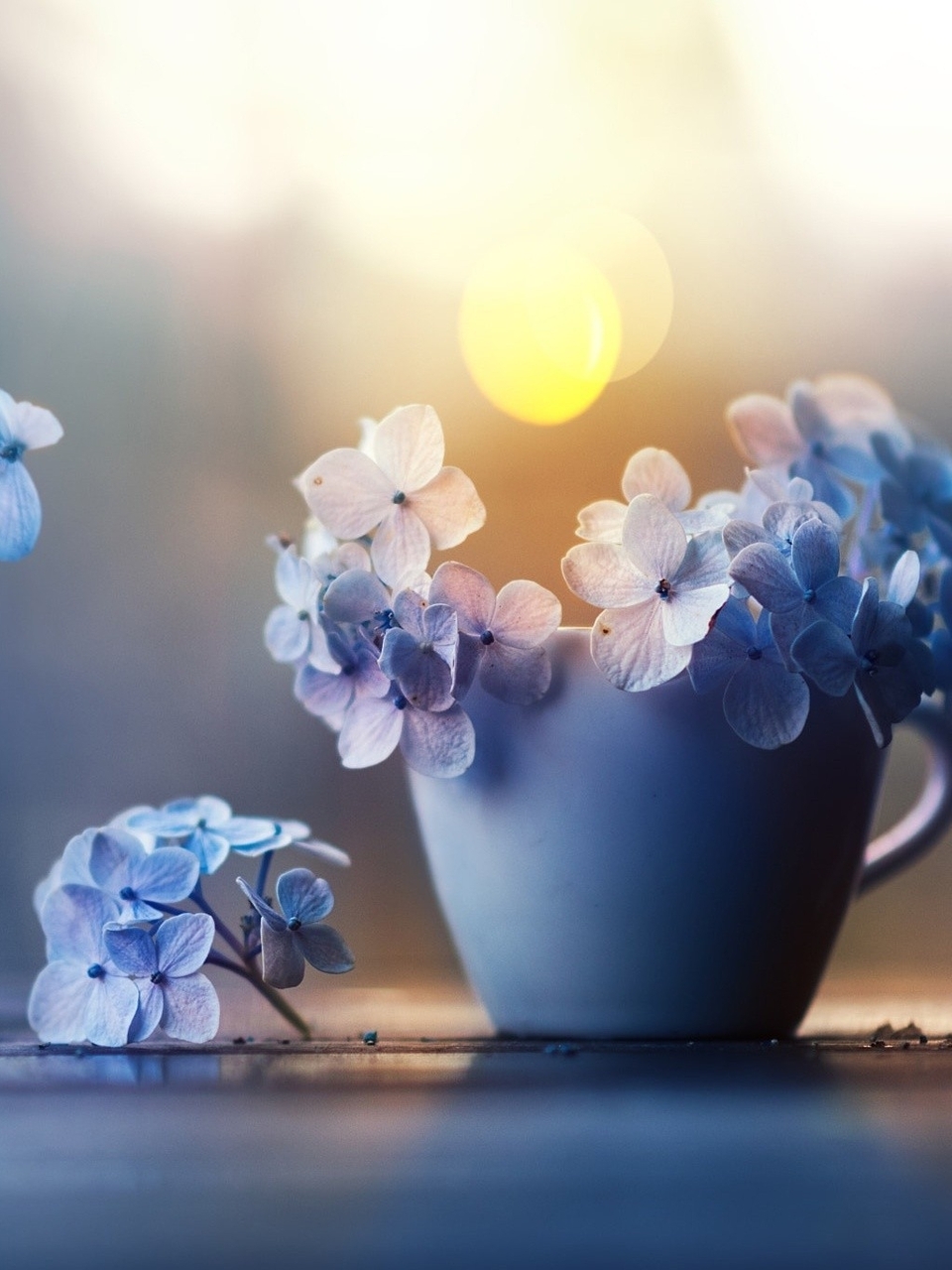 Image: Hydrangea, petals, mug, highlights