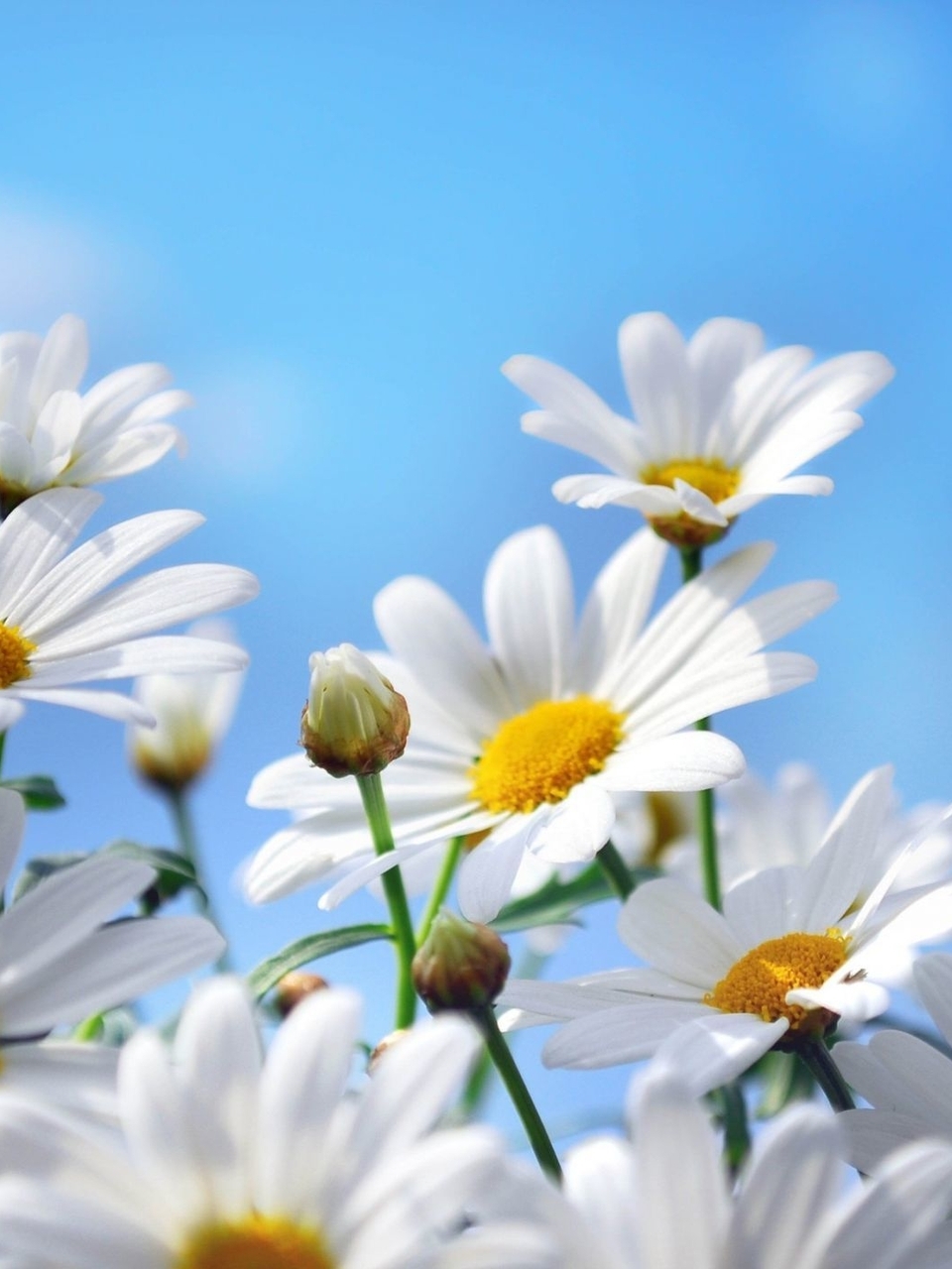 Image: Flowers, chamomile, petals, white