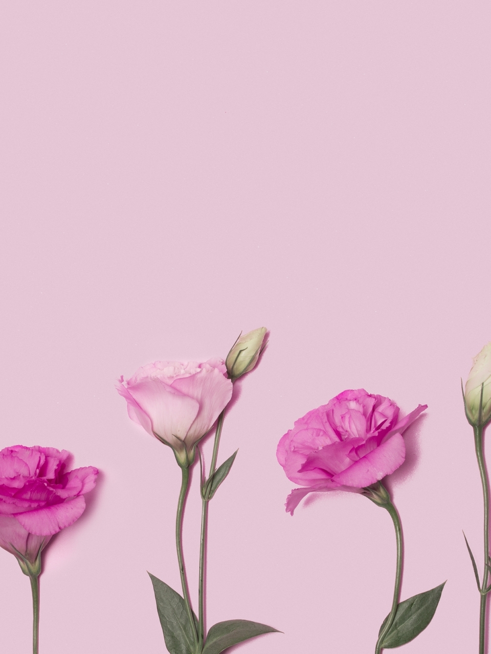 Картинка: Эустома, цветы, розовые
