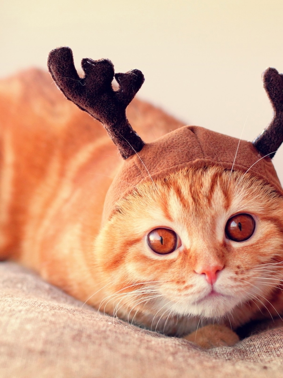 Image: Cat, red, eyes, hat, horns, scared