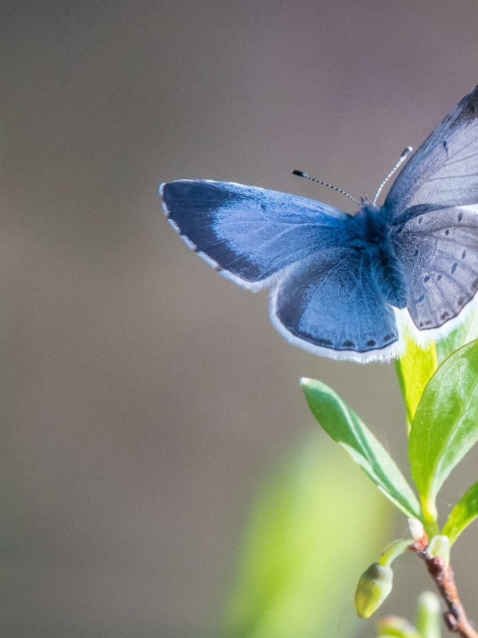 Картинка: Бабочка, крылья, голубая, растение, листья