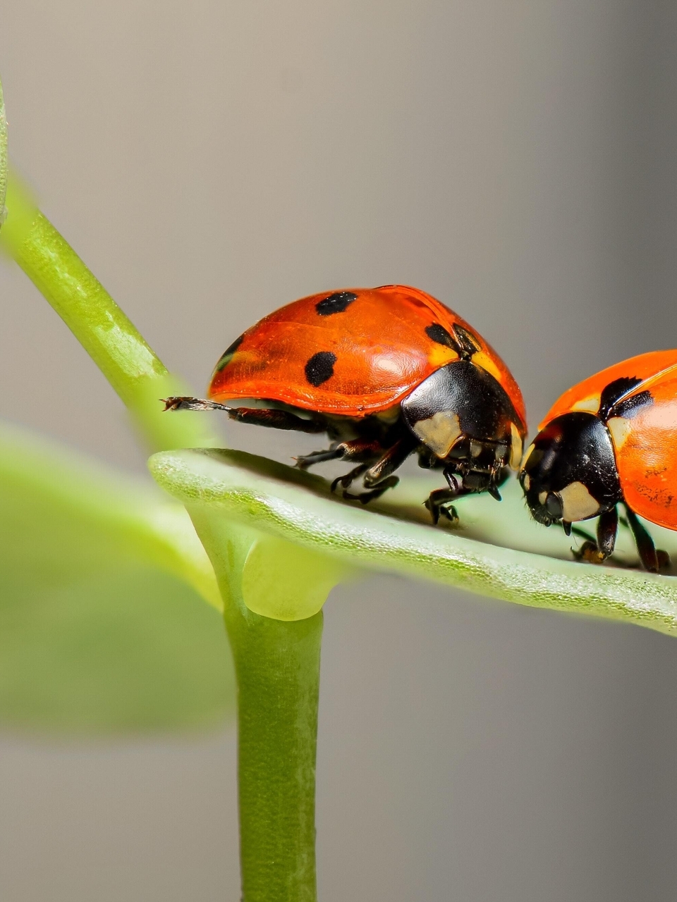 Image: Ladybugs, couple, sit, leaf
