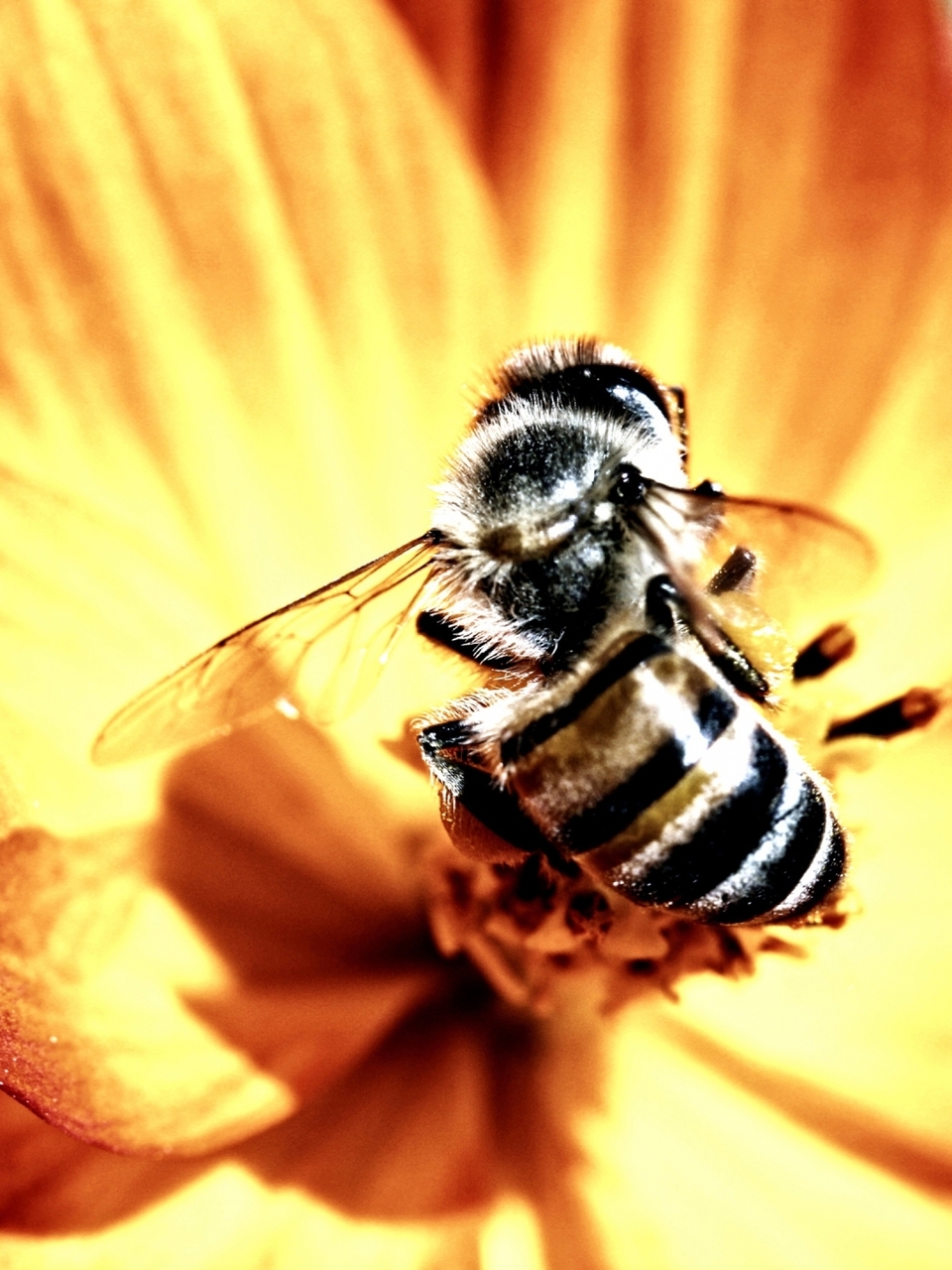 Image: Bee, flower, wings, bright light