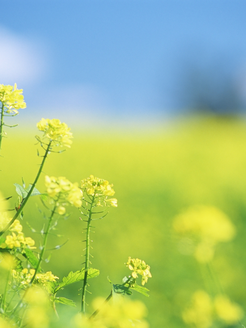 Image: Wildflowers, plants, grass, blur, field