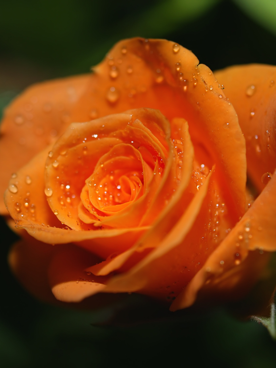 Картинка: Цветок, оранжевый, роза, капли, лепестки