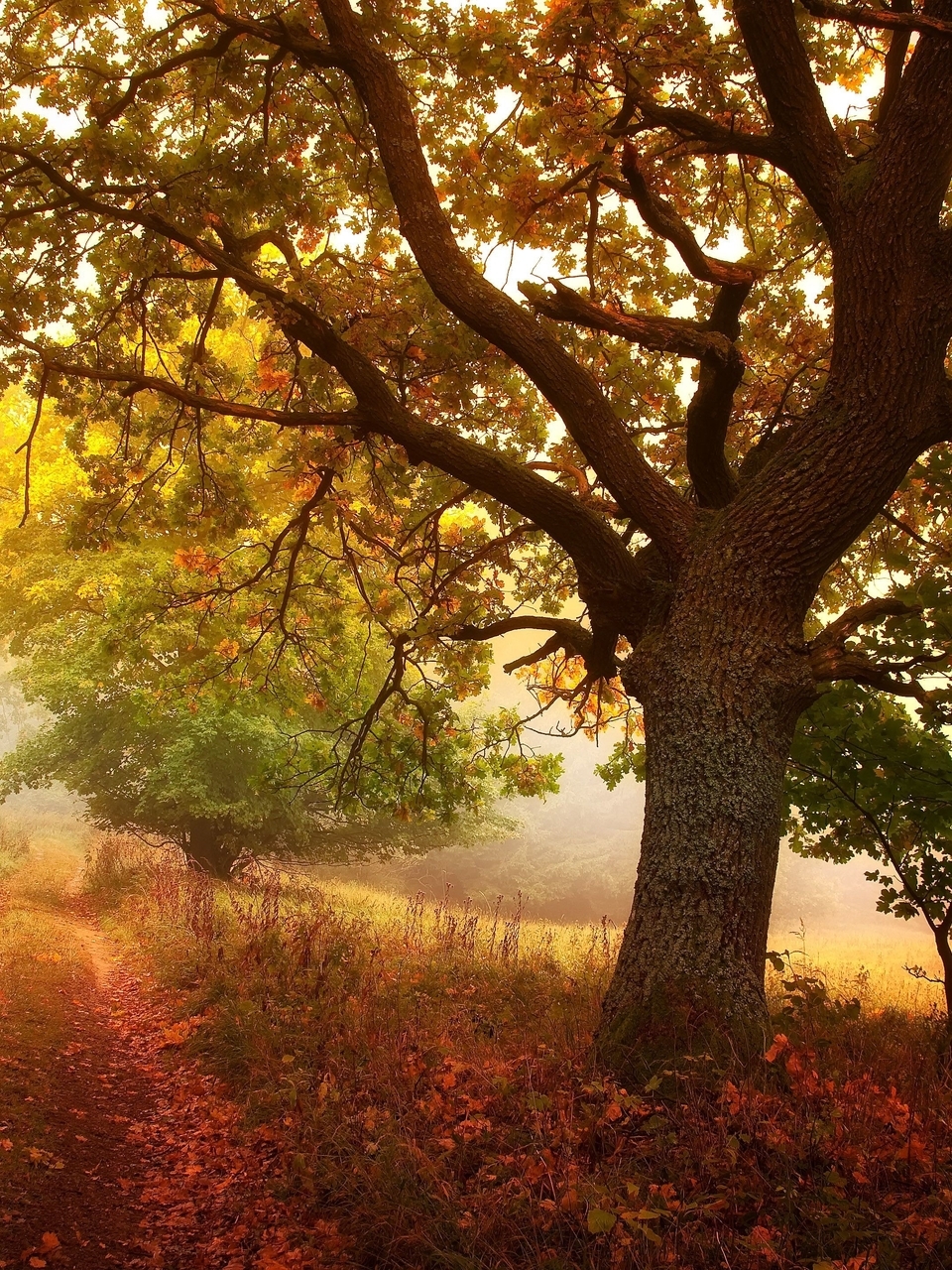 Image: Forest, trees, nature, autumn, leaves, road, fog