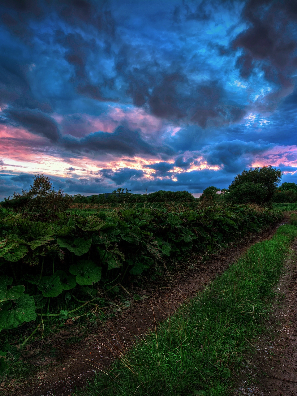 Картинка: Дорога, трава, зелень, растение, небо, облака, тучи, закат