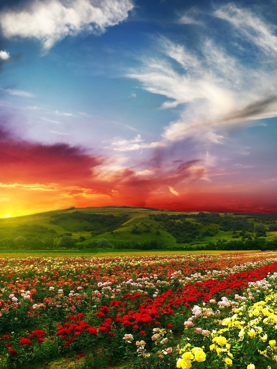 Image: flowers, field, sunset, summer, hill, sky
