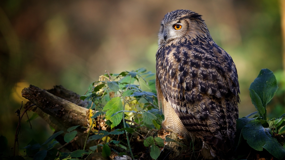 Image: Owl, branches, leaves