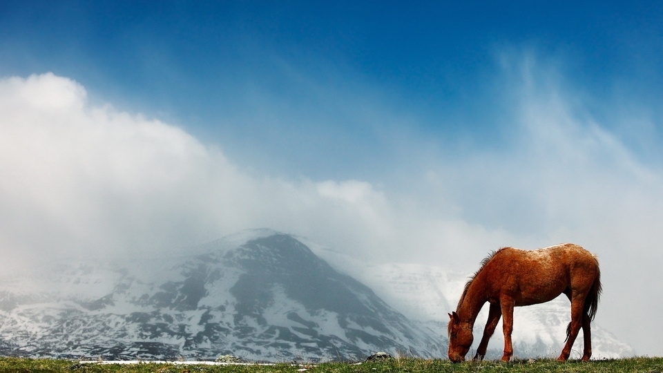 Image: Horse, field, grass, snow, sky, mountain, clouds, fog