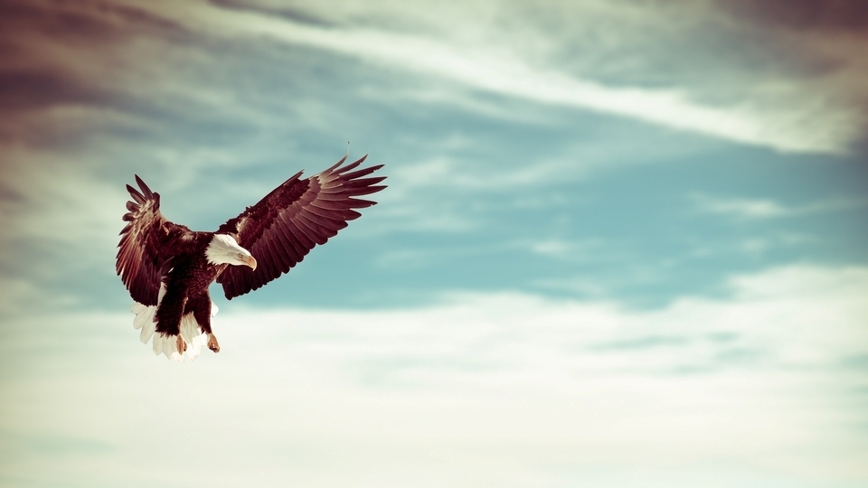 Image: Bald eagle, eagle, bird, prey, wings, flight, sky