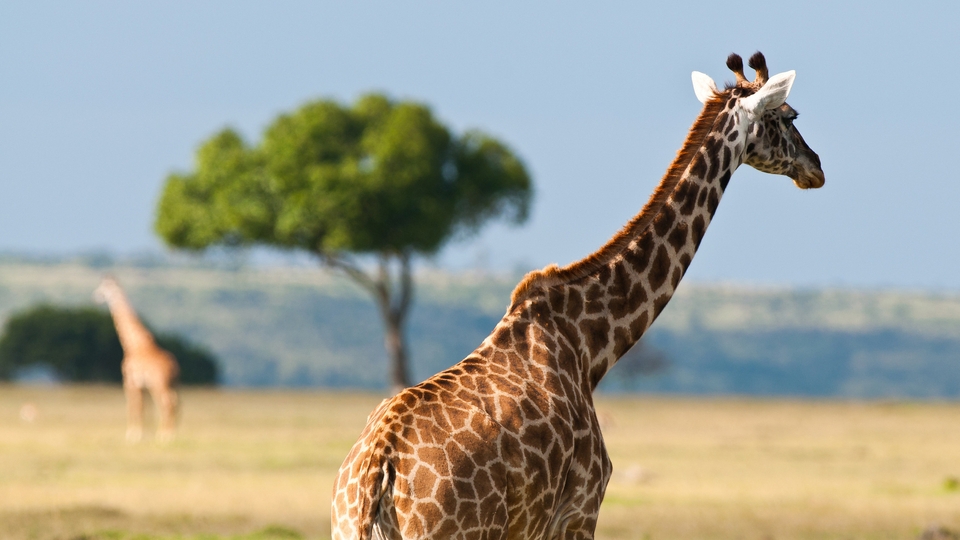 Image: Giraffe, spots, neck, savannah