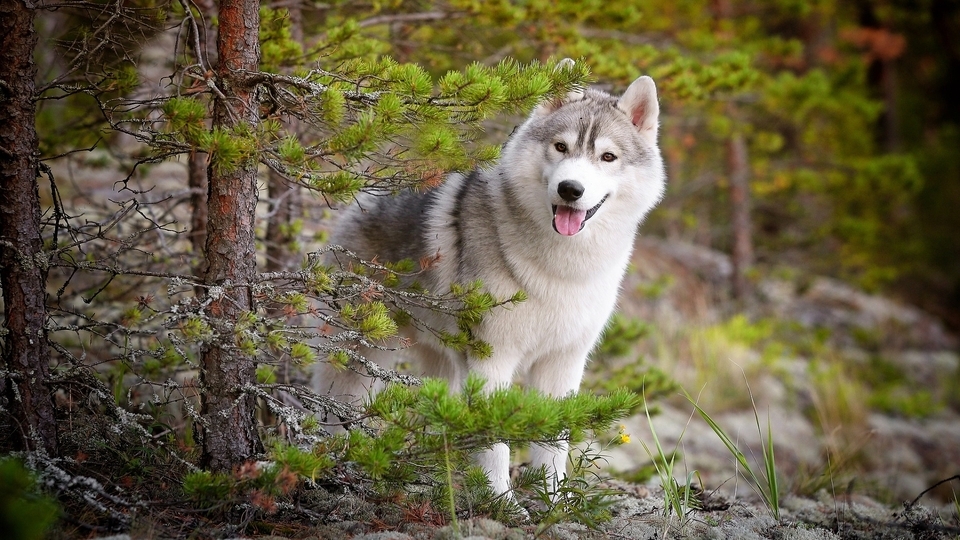 Image: Dog, Husky, forest, nature, taiga, conifer
