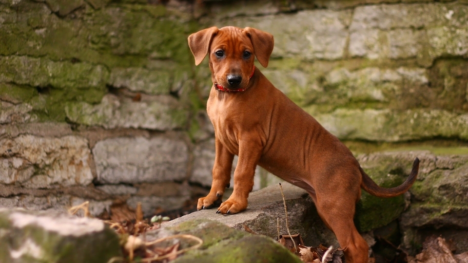 Картинка: Собака, немецкий пинчер, порода, стоит, кирпичи, стена