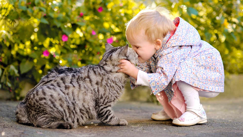 Image: Little girl, child, cat, kiss, caress
