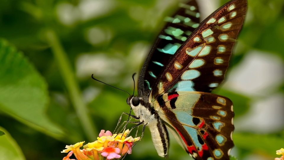 Image: Butterfly, wings, antennae, proboscis, flower
