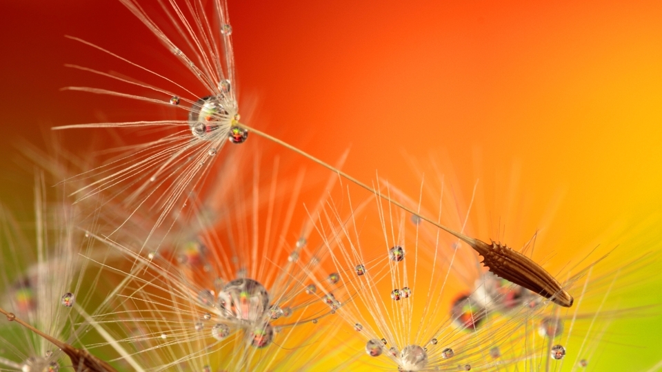 Image: Seeds, dandelion, drops, dew
