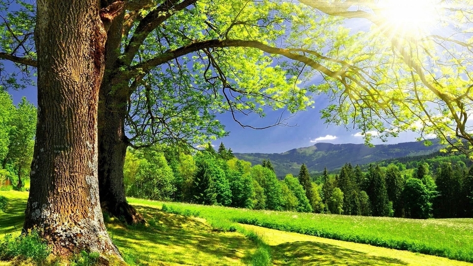 Image: Trees, branches, forest, leaves, grass, mountains, sky, clouds, light, rays, sun, shadow, track