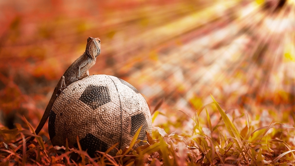 Image: Lizard, ball, grass, light, rays